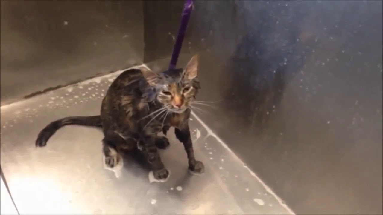 قطط مضحكة تتكلم الجزء الثاني Youtube