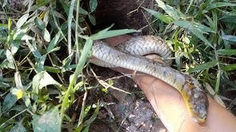 Amazing Beautiful Girl Catch Snake by Hand-How to Catch Snake in Cambodia-Khmer Traditional Fishing