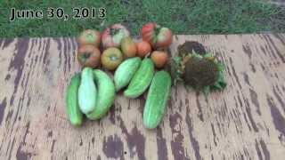 June Harvest 2013
