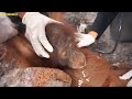 Orangutan rescue : untie the rope from the orangutan's waist