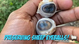 Preserving Sheep Eyeballs!