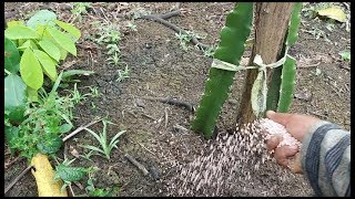 Pemupukan tanaman buah naga|