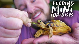 HOW WE FEED OUR REPTILES! (Snakes, Tortoises, Turtles, Lizards!)