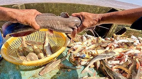 Đổ Đục Liên Tục Khi Bất Ngờ Trúng Bầy Cá Úc Lớn| Thành Quả Bội Thu|| TCNTV #590 