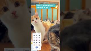 Celebrity Using CAT TRANSLATOR - Human to Pet. Net Worth