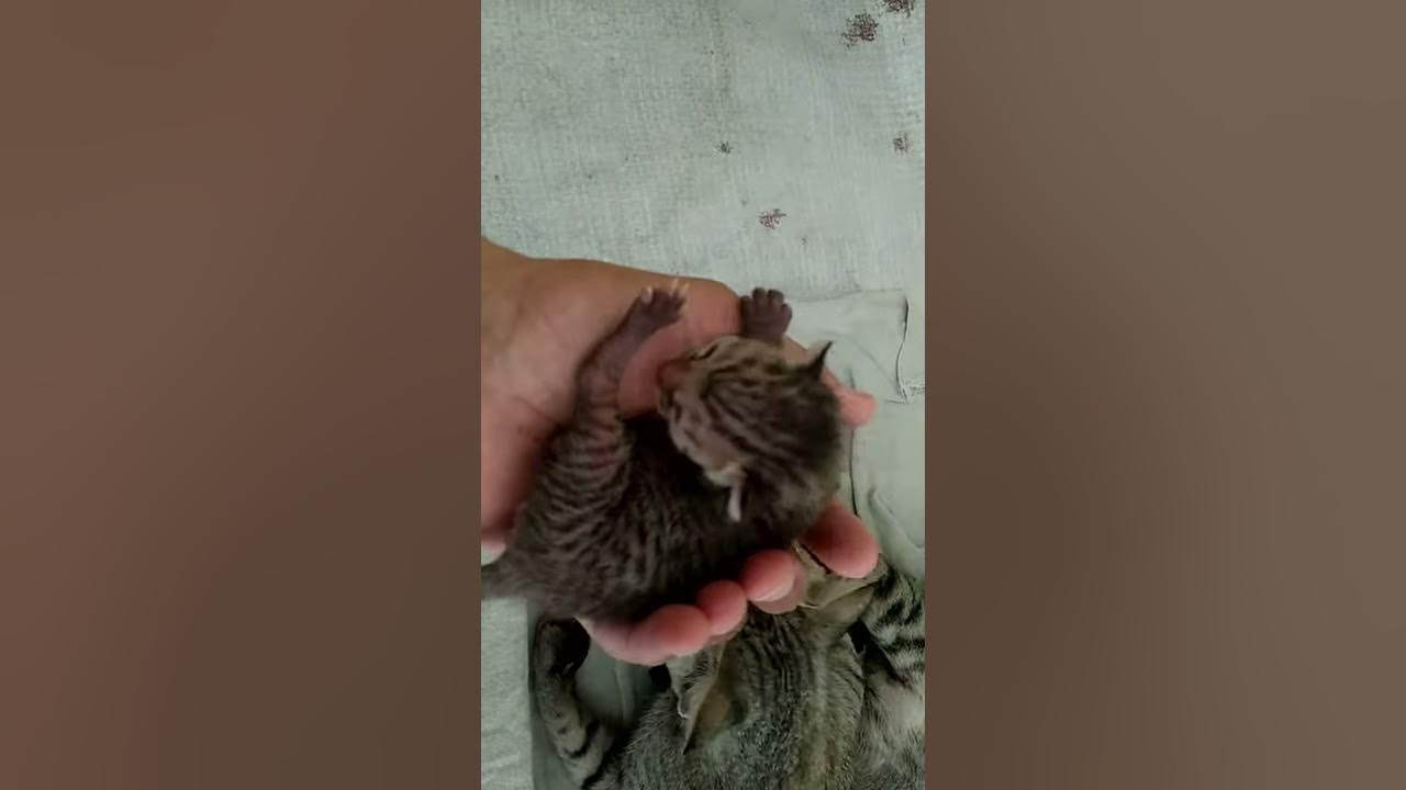 One Day Old Kitten with Dried Umbilical Cord ! CV_013 YouTube