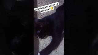 #kitten #cuteanimals #cutecat #cat #animal #short #shortanimals #shortvideo #furbaby #cute #meowmoe