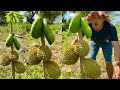 Durian fruit grows from papaya tree  how to mix papaya with durian