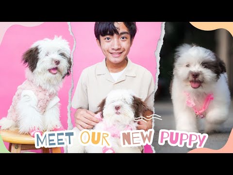 Day in the Life with a New Puppy: Playtime, Naps, and Cuddles