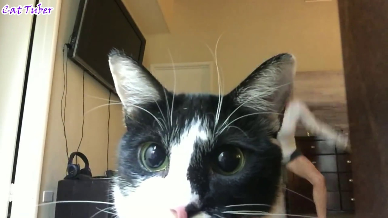 sports fails vines Try Not To Laugh or Grin Watching Funny Fails Compilation - Best Fails Videos