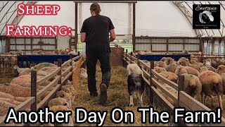 Sheep Farming: Another Day On The Farm!