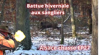 Battue hivernale aux sanglier: beaucoup d'action!Druckjagd auf Wildschwein-Wild Boar Driven Hunt