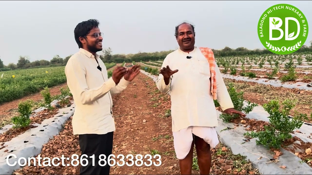 ಕಲ್ಲು ಭೂಮಿಯಲ್ಲಿ ಸಾವಯವ ಪದ್ಧತಿಯಲ್ಲಿ ದಾಳಿಂಬೆ ಬೆಳೆಯಲು ಹೊರಟ