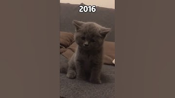 Thumbnail of I got guns in my head and they won't go...... #cats #shorts #evolution