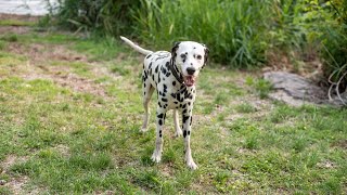 The Pros and Cons of Owning a Dalmatian