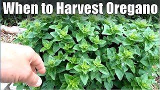 When to Harvest Oregano for LongTerm Storage