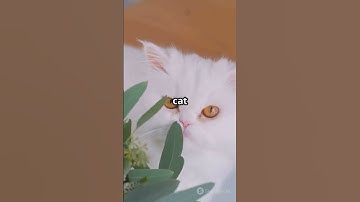 AI Embeddings - Explained Simply!