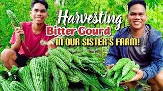 Nag Harvest Kami Ng Ampalaya Sa Farm Ni Ate | Bitter Gourd Farming