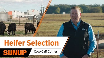 Selecting Replacement Heifers the Smart Way | Cow-Calf Corner