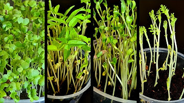 Seed Germination - Science Project