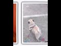 KHYEANNE#pet #pets #pethotel #dog #cat #dogs #cats #petboarding