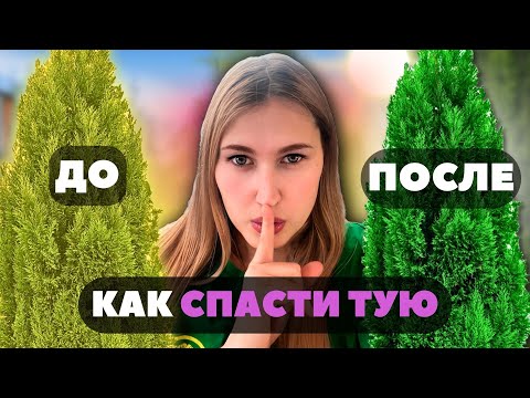 Пожелтела ТУЯ что делать и как спасти любимое растение?100 ВАРИАНТ