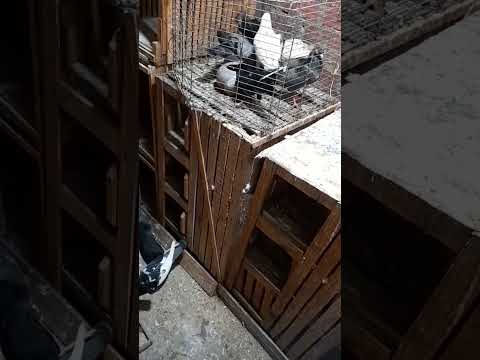 مساء الخير مع الحمام