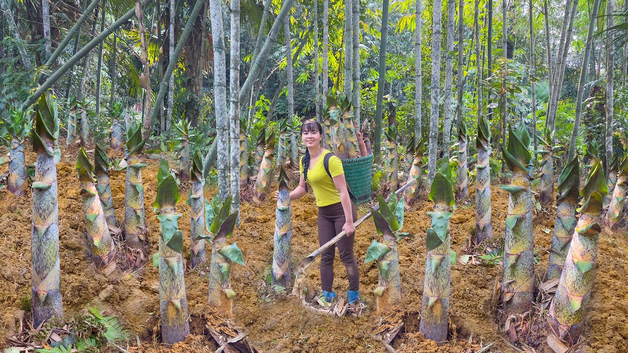 Harvesting Many Big Bamboo Shoots Goes To Village Market Sell || Phương - Free Bushcraft