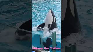 天才シャチ「ラビー」のファンサ最高!! #Shorts #鴨川シーワールド #シャチ #kamogawaseaworld #orca #killerwhale