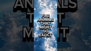 Animals that might go extinct! The last one will shock you. #animals #sad #saveanimals