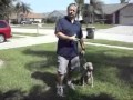 1. Service Dog Training (Abuse) Day 1.flv 1. Service Dog Training (Abuse) Day 1.flv