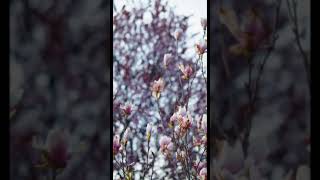 Download Lagu Surah Al-Ikhlas MP3