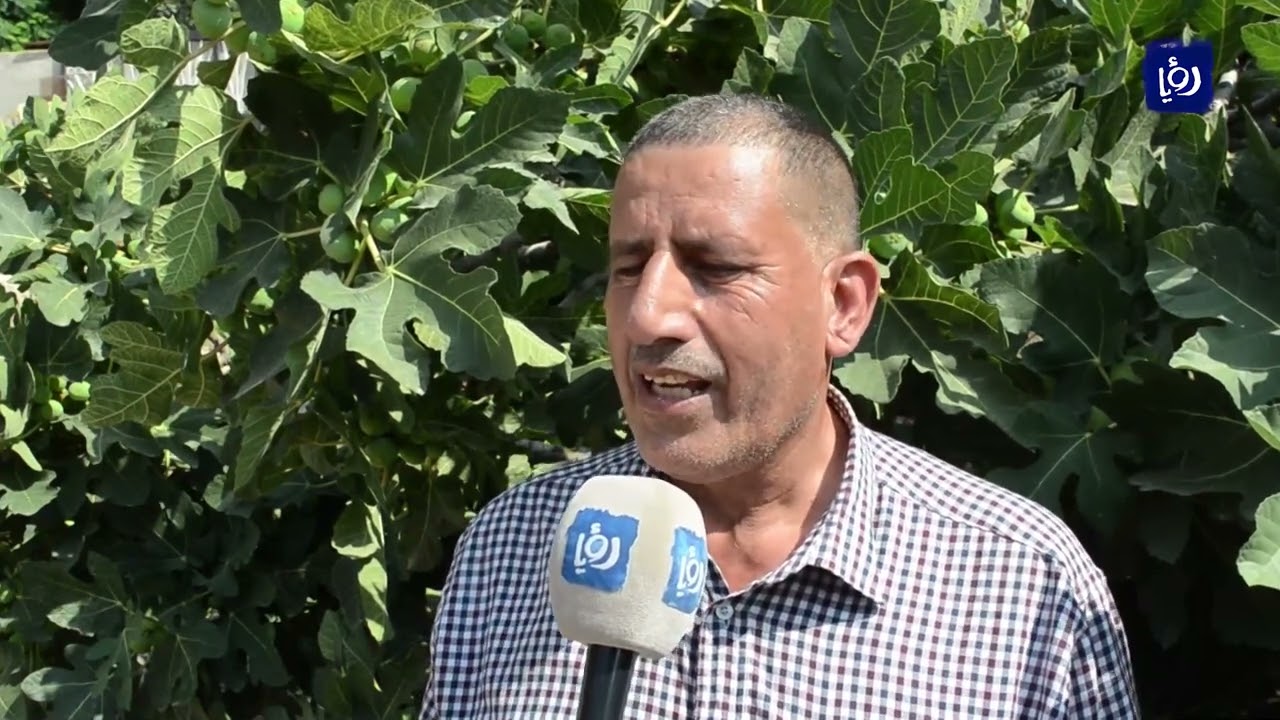 بيع التين في عراق الأمير منافع اقتصادية ومطالبات بسوق