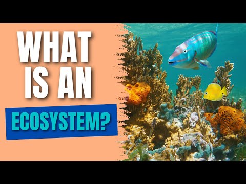 What is an Ecosystem? | Populations, Communities, Abiotic & Biotic Factors