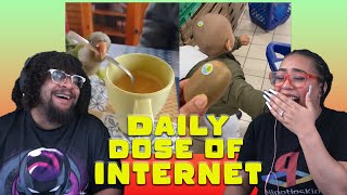 Birds With Spoons?! | Daily Dose Of Internet Reaction