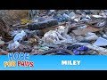 A homeless dog living in a trash pile gets rescued and then does something amazing dog