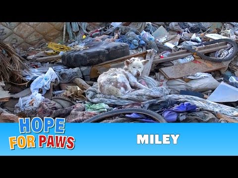 A homeless dog living in a trash pile gets rescued, and then does something amazing! #dog