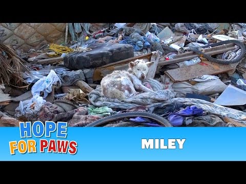 Hope For Paws: A homeless dog living in a trash pile gets rescued, and then does something amazing!