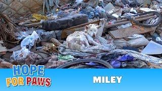 Please visit our website and help us save more lives: http://www.Ho...