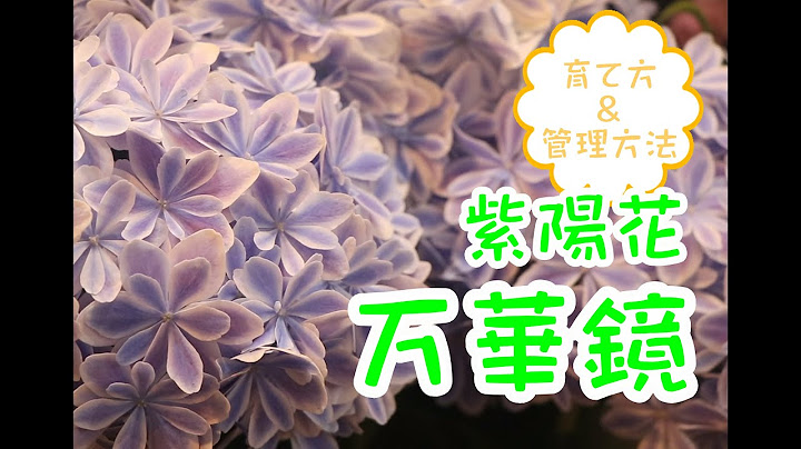 紫陽花 万華鏡 アジサイ マンゲキョウ 育て方 管理方法 Youtube