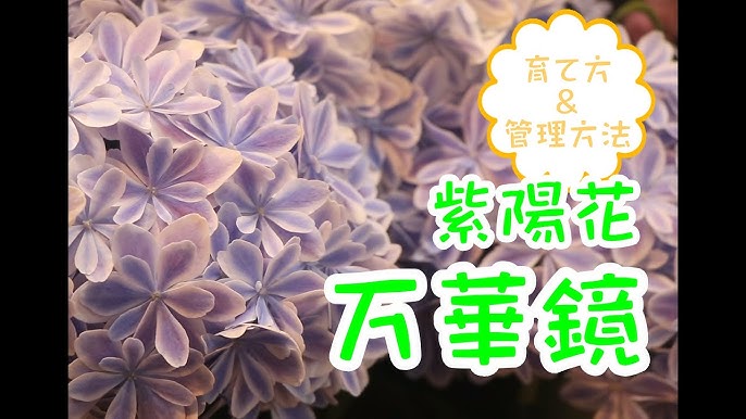 紫陽花 万華鏡 アジサイ マンゲキョウ 育て方 管理方法 Youtube 紫陽花 万華鏡 アジサイ マンゲキョウ 育て方 管理方法 Youtube