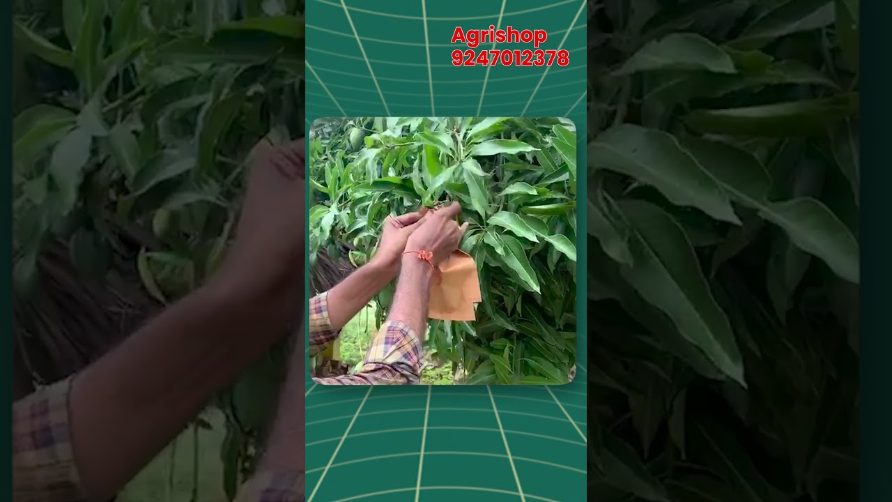 మామిడి & జామ పండ్లకు స్మార్ట్ కవర్ 🌿 | 25% ఎక్కువ దిగుబడి | Fruit Protection Telugu #organicfarming