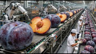 Inside a Modern Plum Factory: From Ripe Plums to Dark Fruit Extract (Full Process) Wealth