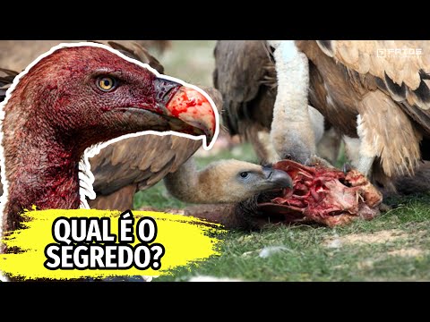 Vídeo: Os meio carniçais podem comer comida humana?