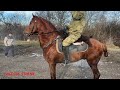 2024 г ,Рынок Лошадей Чечня в Урус Мартане