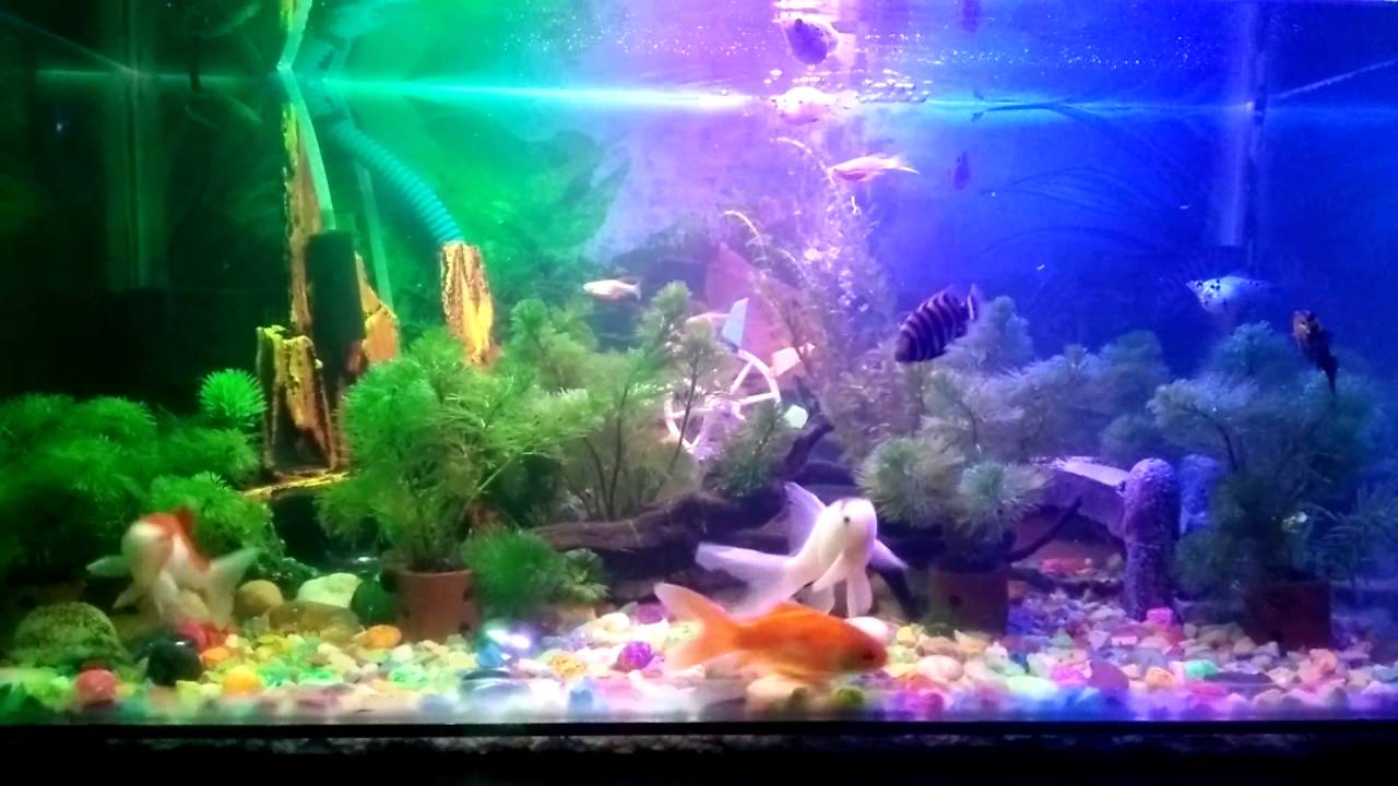 Lampu Aquarium Warna Warni - LAMPURABI