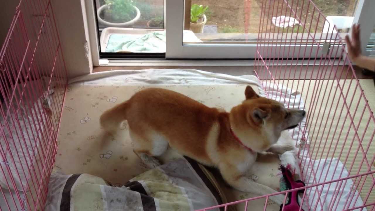 はしゃいで回転する柴犬梅吉 Shiba Inu Umekichi To Rotate With Glee Youtube はしゃいで回転する柴犬梅吉 Shiba Inu Umekichi To Rotate With Glee Youtube