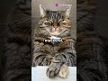 10 Purr-fectly Fascinating Tabby Cat Facts! #cat #cats #catlovers #catfacts #orangecat #tabbycat