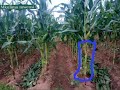 FANYA VITU HIVI ILI KUONGEZA WINGI WA MAZAO YAKO SHAMBANI FANYA VITU HIVI ILI KUONGEZA WINGI WA MAZAO YAKO SHAMBANI