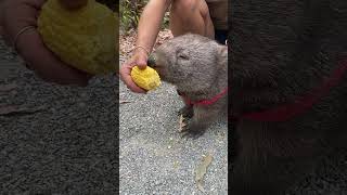 Hand feeding a wombat, just one of those cute animals